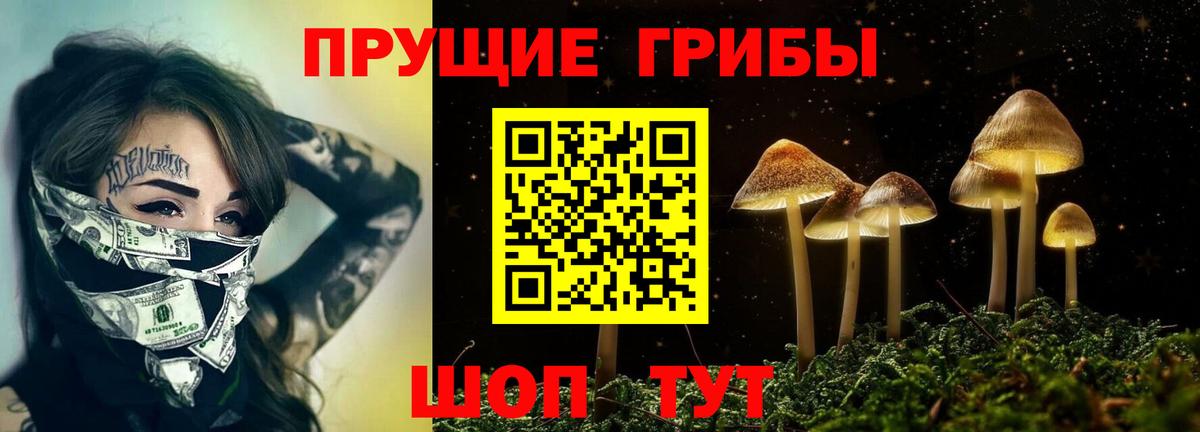 Псилоцибиновые грибы Psilocybe Всеволожск
